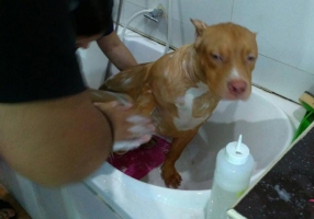 How to take a dog bathing